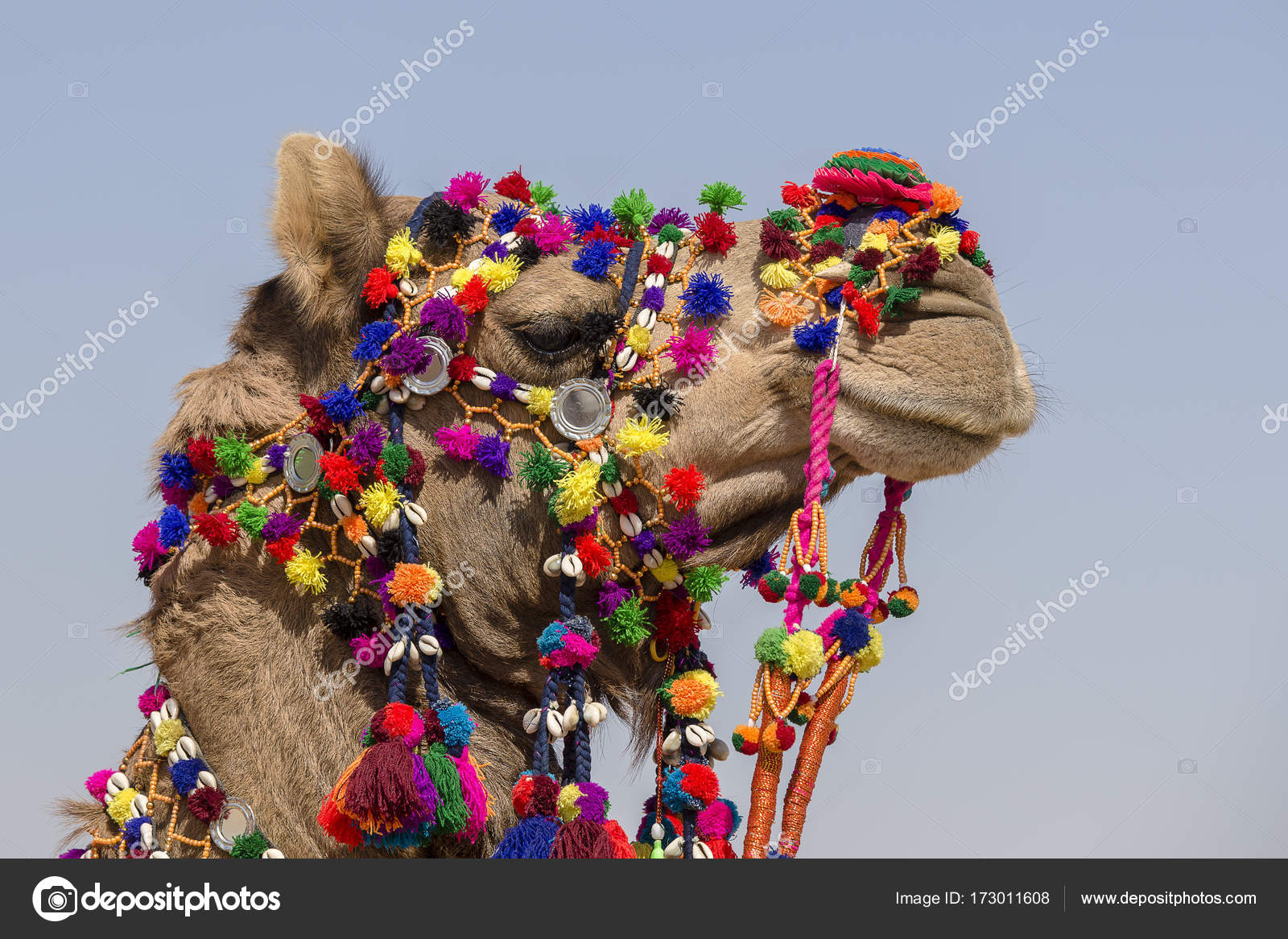 Decorated Camel At Desert Festival In Jaisalmer Rajasthan India