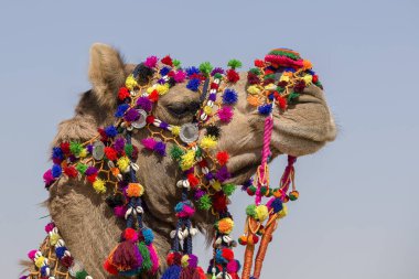 Deve Jaisalmer, Rajasthan, Hindistan çöl Festivali dekore edilmiştir. Kafa deve