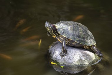 Beautiful turtle on the stone clipart