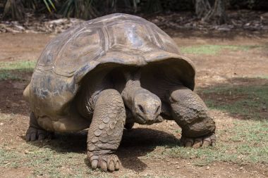 Dev Kaplumbağalar, Mauritius Adası 'nda Dipsochelys Dev Çayı