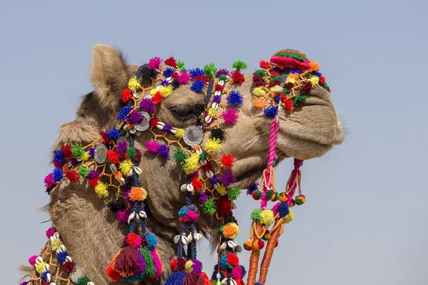 Dekoriertes Kamel beim Wüstenfest in Jaisalmer, Rajasthan, Indien. Kamelkopf — Stockfoto