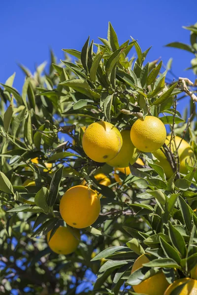 Arancio albero da frutto in giardino. Turchia — Foto Stock
