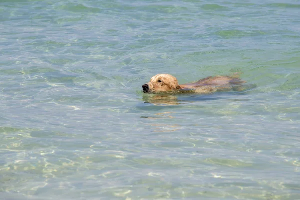 Adorable dog swimming in the sea water — Stock Photo, Image