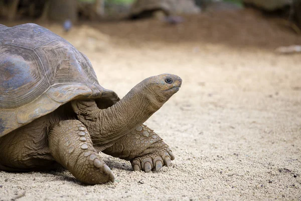Гигантские черепахи, дипсохелис гигантский чай на острове Маврикий — стоковое фото
