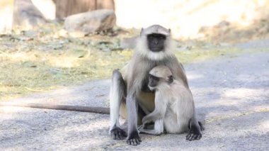 Hindistan'da vahşi langur maymun aile bir Ulusal Parkı Ajanta mağaraları 