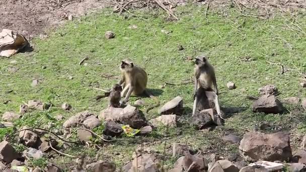 Wild langur monkey family in a national park near Ajanta caves in India — Stock Video