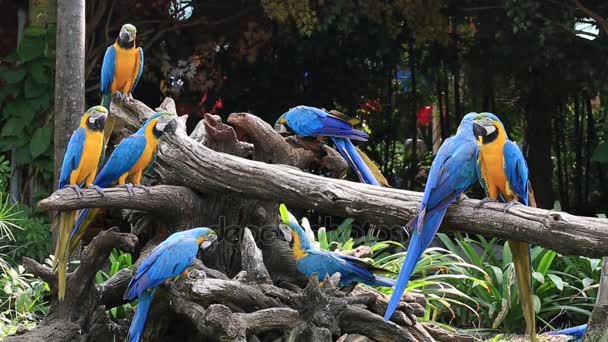 Burung beo biru dan kuning di alam, Thailand — Stok Video