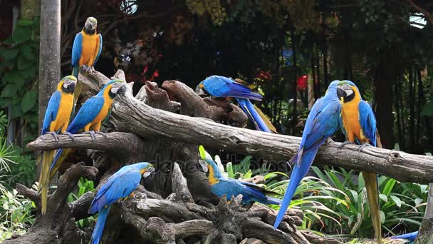 Blauer und gelber Ara Papagei in der Natur, Thailand — Stockvideo