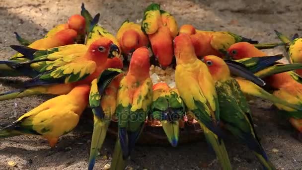 Красиві барвисті папуга, папуга сонця, сонячна Aratinga в світі Safari. Бангкок, Таїланд — стокове відео