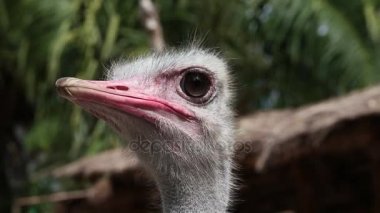 Devekuşunun başını kapat. 