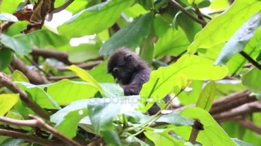 Gölgeli yaprak maymun, gözlüklü yaprak maymun, langur vahşi bir ağaç yapraklarında arasında oturuyor. Perhentian Adası, Malezya.