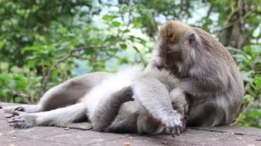 Kutsal maymun, maymun aile ubud bali Endonezya orman 