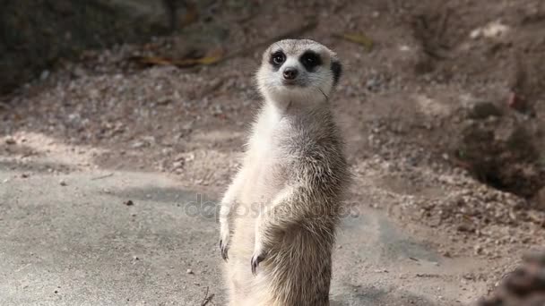 Meerkat або сурікат - це маленький хижак, що належить до родини мангусів, що живе в пустелі Калахарі в Ботсвані, пустелі Наміб, Намібії та південно-західній Анголі, а також у Південній Африці. — стокове відео