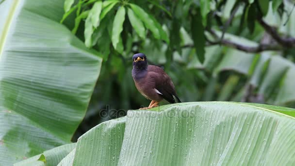 Птах mynah Хілл сидить на зелений palm leaf, Gracula religiosa птаха, найрозумніші птахів у світі. Острів Ко Пханган, Таїланд — стокове відео