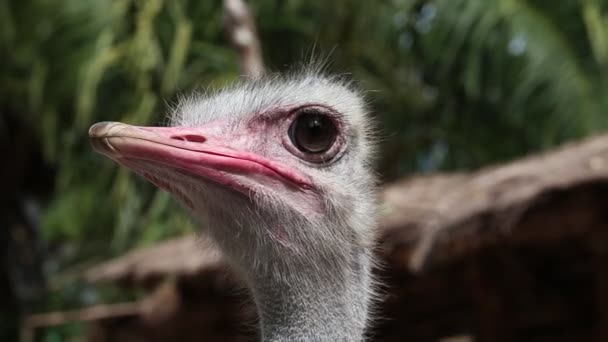 Close up of ostrich head — Stock Video