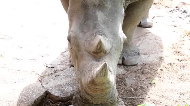 Dos rinocerontes en la naturaleza, de cerca — Vídeo de stock