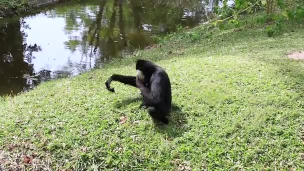 Svart Gibbon i naturen — Stockvideo