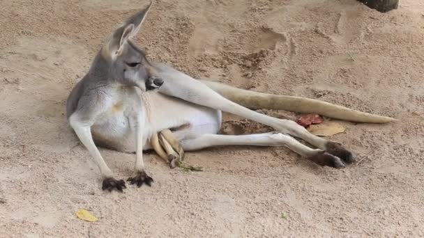 Canguro gris joey en la bolsa de su madre. Un Joey (canguro bebé) con las piernas fuera de la bolsa de su madre — Vídeos de Stock