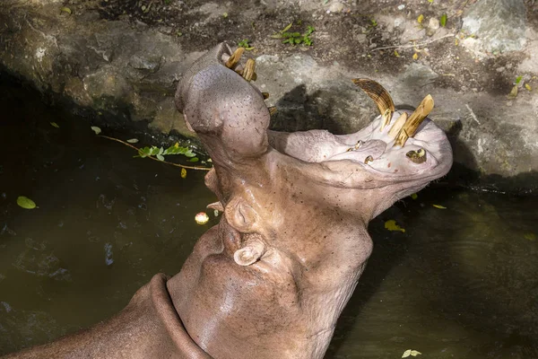Primer plano hipopótamo, o hipopótamo, en su mayoría mamífero herbívoro en el agua con la boca abierta —  Fotos de Stock