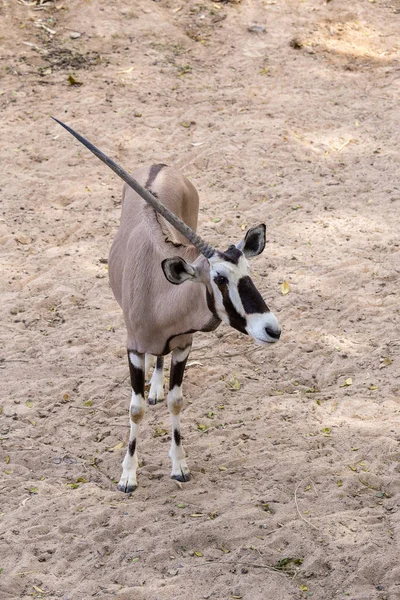 Scimitar oryx lub rogaty scimitar oryx lub Sahara oryx, jest gatunek Oryx niegdyś rozpowszechnione Afryki Północnej — Zdjęcie stockowe