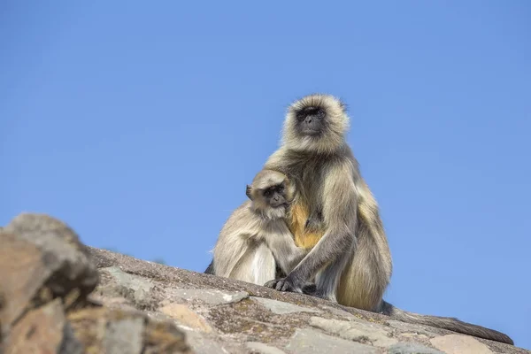 Langur monkey family in the town of Mandu, India. — Stock Photo, Image