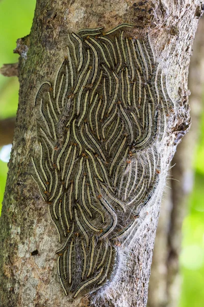 Falena processionale di quercia - Thaumetopoea processionea bruchi sull'albero in estate — Foto Stock