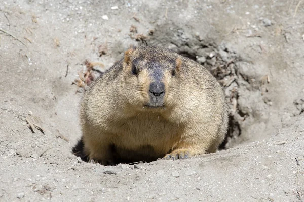 Funny marmot peeking out of a burrow in Himalayas mountain, Ladakh, India — Stock Photo, Image