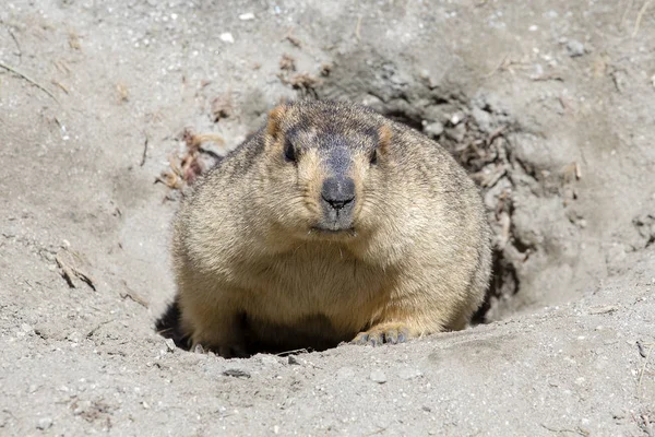 Marmotte drôle regardant hors d'un terrier dans la montagne Himalaya, Ladakh, Inde — Photo