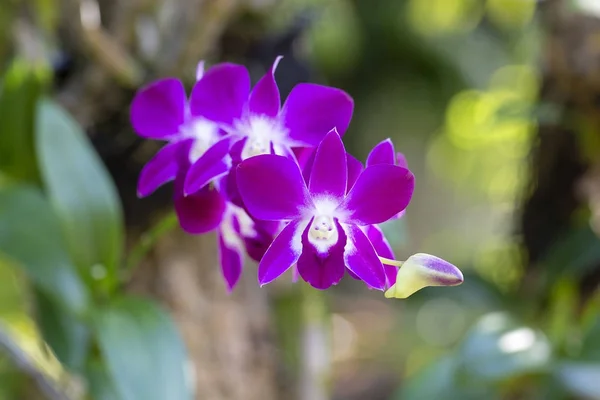 Closeup beautiful orchid flower — Stock Photo, Image