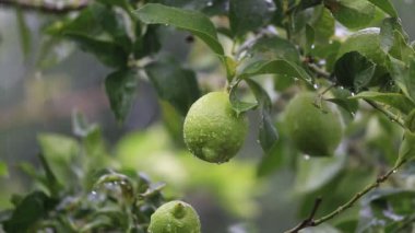 Büyük yağmur damlaları yeşil yapraklar düşer ve limon meyve bahçesinde, Türkiye, yakın çekim