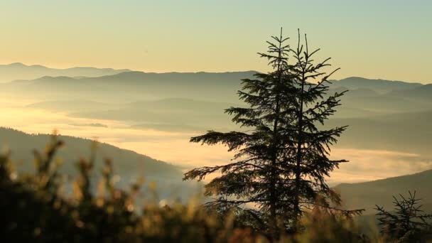 剪影的夏季黎明背景下的喀尔巴阡山的一棵圣诞树 乌克兰 — 图库视频影像