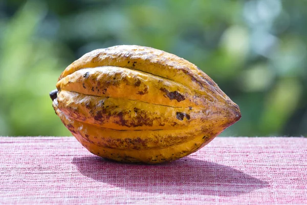 Kakao çekirdeği, kakao meyve. Ada Bali Endonezya — Stok fotoğraf