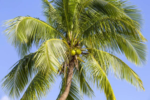 Cocos palm tree tegen de blauwe hemel, Thailand — Stockfoto