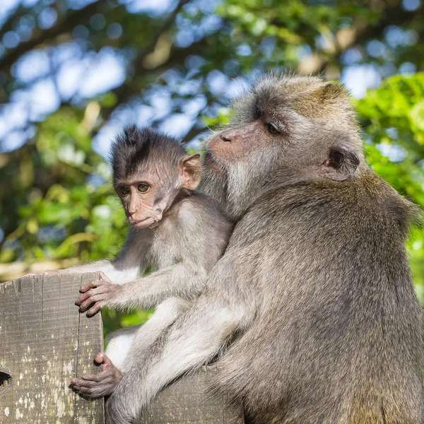 Affenbaby und Mutter im heiligen Affenwald in Ubud, Bali, Indonesien — Stockfoto