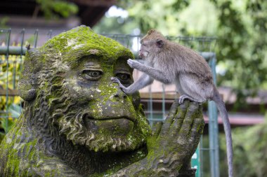 Kutsal maymun orman Ubud, Adası Bali, Endonezya, bir maymunun bir taş oturan bir maymun portresi heykel