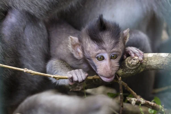 Portret van baby aap en moeder bij sacred monkey forest in Ubud, Bali, Indonesië island — Stockfoto