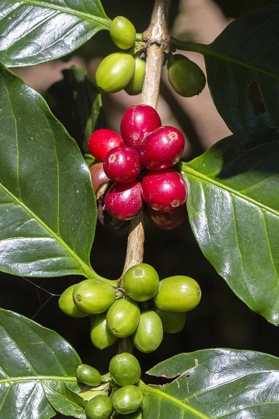 Gruppo di bacche di caffè mature e crude sul ramo dell'albero del caffè nell'isola di Bali, Indonesia — Foto Stock