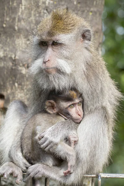 Portrait of baby monkey and mother at sacred monkey forest in Ubud, island Bali, Indonesia — Stock Photo, Image