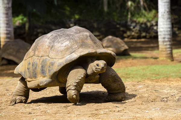 Giant turtles, dipsochelys gigantea in island Mauritius — Stock Image Giant turtles, dipsochelys gigantea in island Mauritius Stock Photo