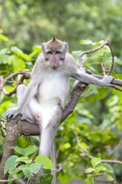 Kutsal maymun orman Ubud, portre maymun Adası Bali, Endonezya