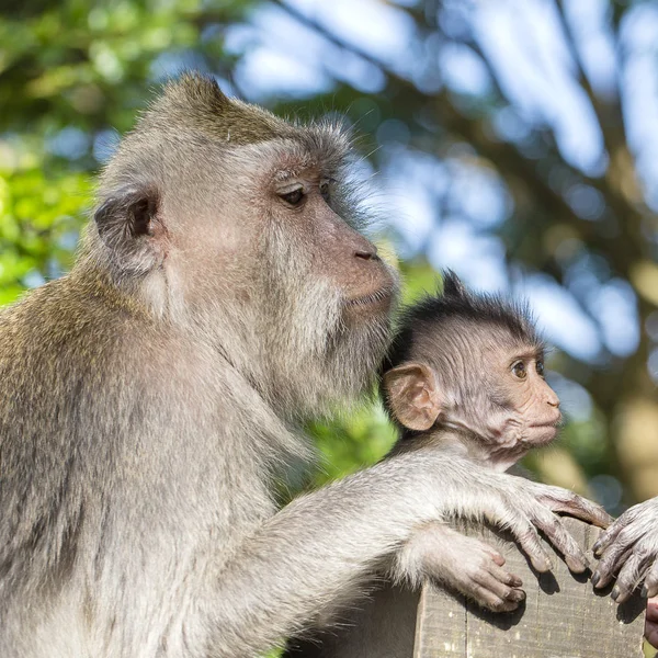 Retrato de mono bebé y madre en bosque sagrado de monos en Ubud, isla Bali, Indonesia —  Fotos de Stock