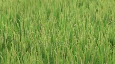 Pirinç ile yeşil alan Rüzgar eser sallanan takip ediyor. Ubud, Adası Bali, Endonezya. Yakın çekim