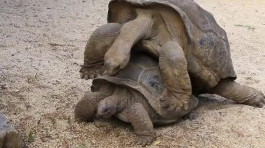 İki dev kaplumbağalar, doğa Park, sevişmek dipsochelys kızgözü Mauritius Adası. Birleşme olduğundan bu hayvanlar için zor bir çaba son derece garip montaj kabukları olun