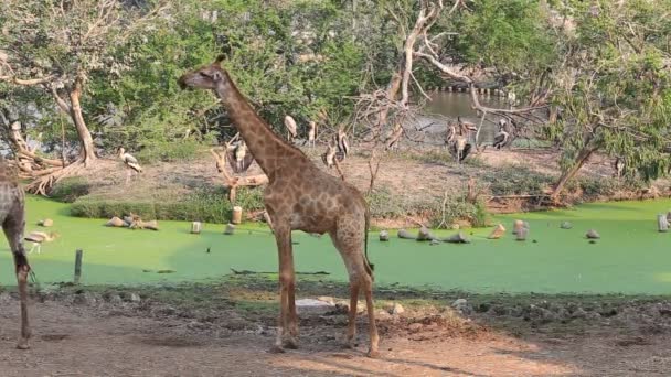 Giraffenherde Einem Heißen Sommertag Bangkok Thailand — Stockvideo