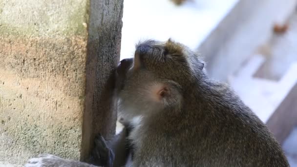 Família Macacos Floresta Macacos Sagrados Ubud Bali Indonésia Fechar — Vídeo de Stock