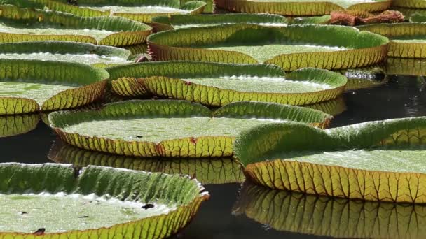 Olbrzymie Lilii Wodnych Ogrodzie Botanicznym Wyspy Mauritius Wiktoria Królewska Victoria — Wideo stockowe