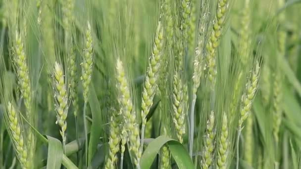 Los Tallos Trigo Verde Soplan Viento India Cerca — Vídeo de stock