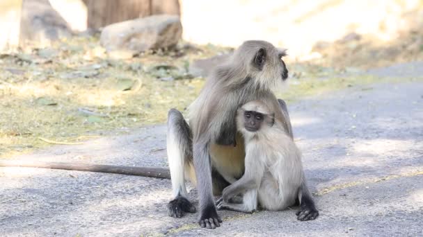 インドのアジャンタ近くの国立公園で野生シロジリクロ リーフ モンキー家族の洞窟します — ストック動画