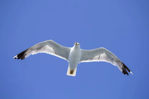 Portrait of a gull over the sea in front of Istanbul, Turkey — Stock Photo, Image