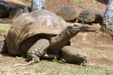Dev kaplumbağalar, dipsochelys kızgözü Adası Mauritius, yakın